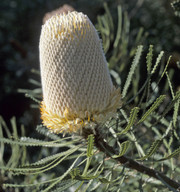 Banksia hookeriana