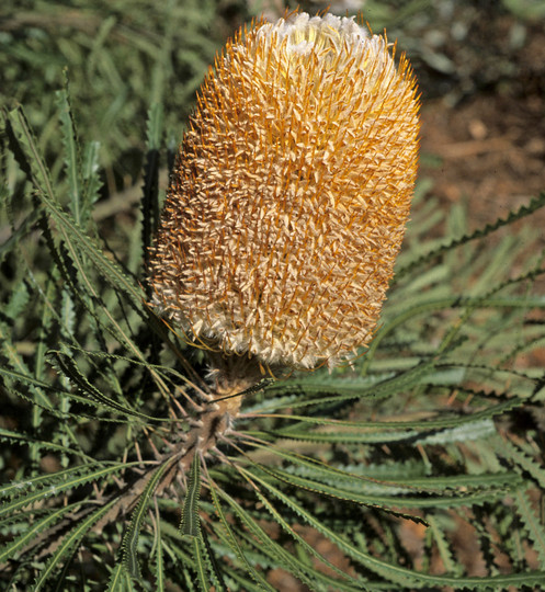 Banksia hookeriana