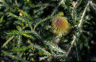 Banksia pulchella