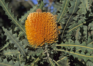 Banksia ashbyi