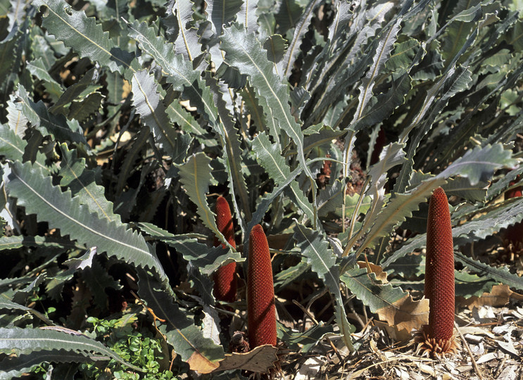 Banksia petiolaris