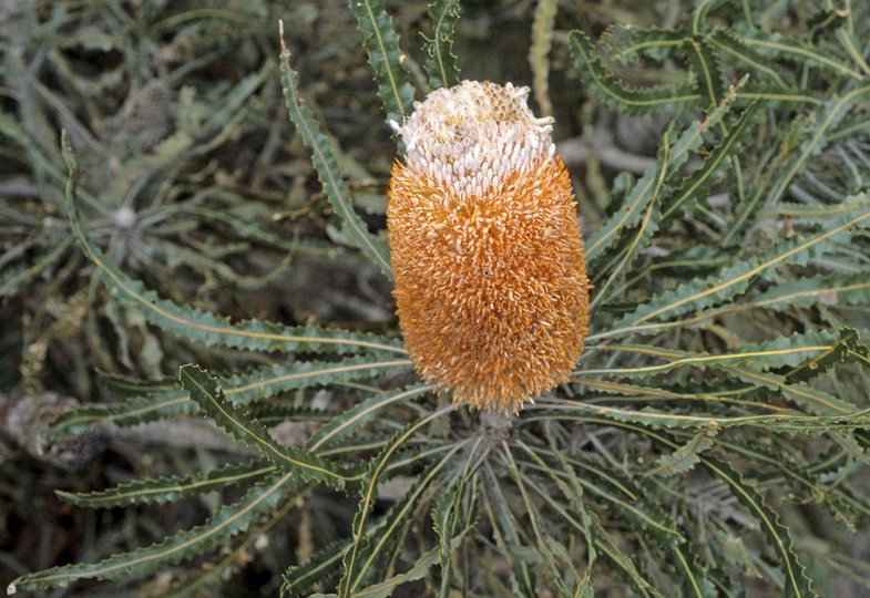 Banksia prionotes