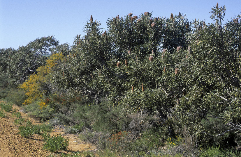 Banksia prionotes