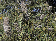 Banksia prionotes