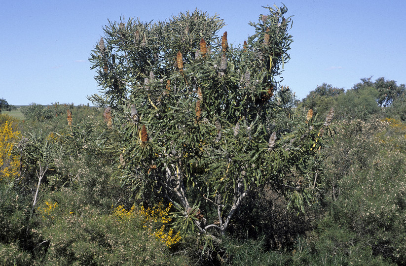 Banksia prionotes