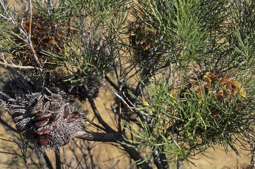 Banksia grossa