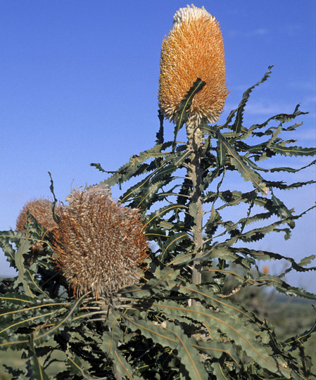 Banksia prionotes