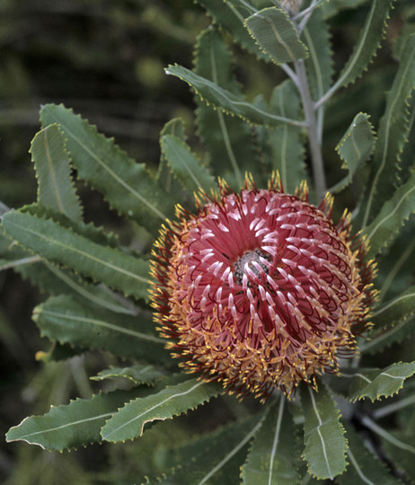 Banksia menziesii