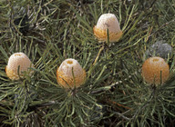 Banksia hookeriana