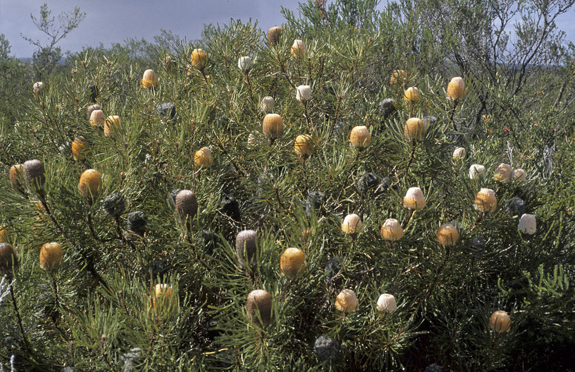 Banksia hookeriana