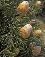 Banksia hookeriana