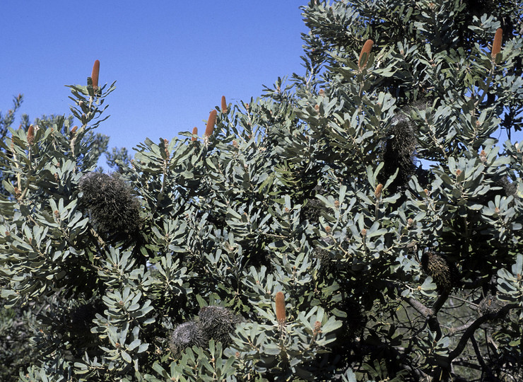 Banksia sceptrum