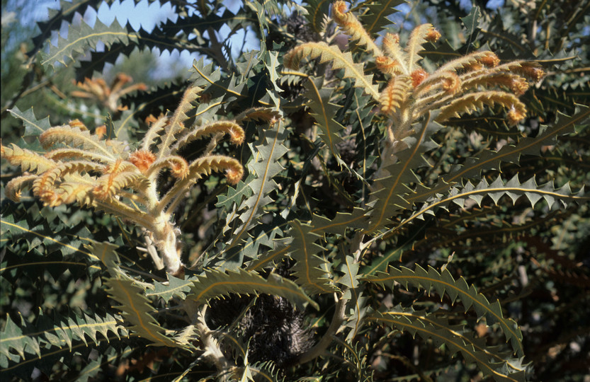 Banksia victoriae