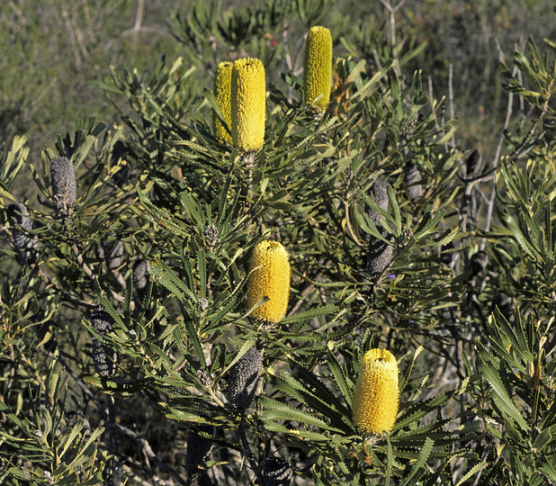 Banksia attenuata