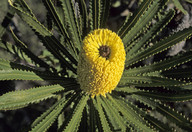 Banksia attenuata