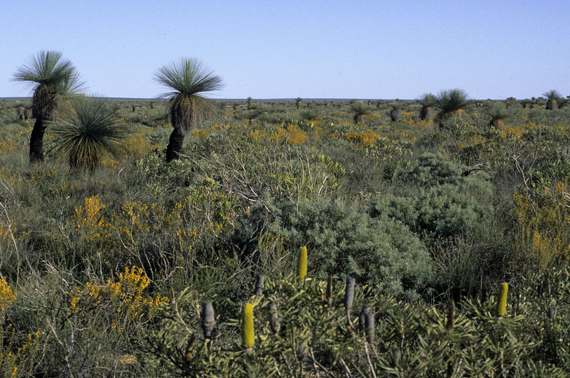 Banksia attenuata