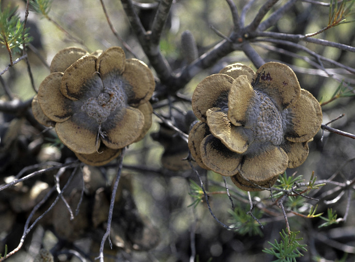 Banksia laricina