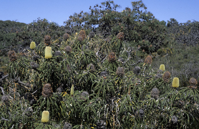 Banksia speciosa