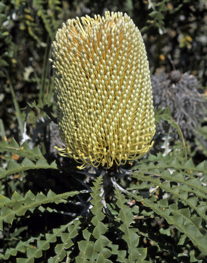 Banksia speciosa