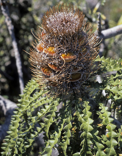 Banksia speciosa