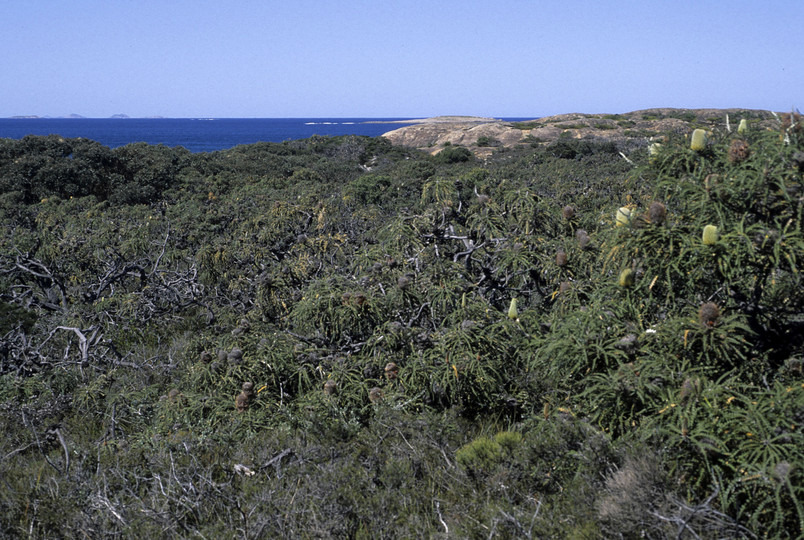 Banksia speciosa