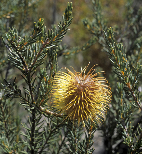 Banksia pulchella