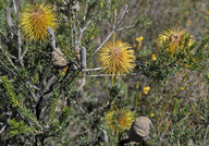 Banksia pulchella