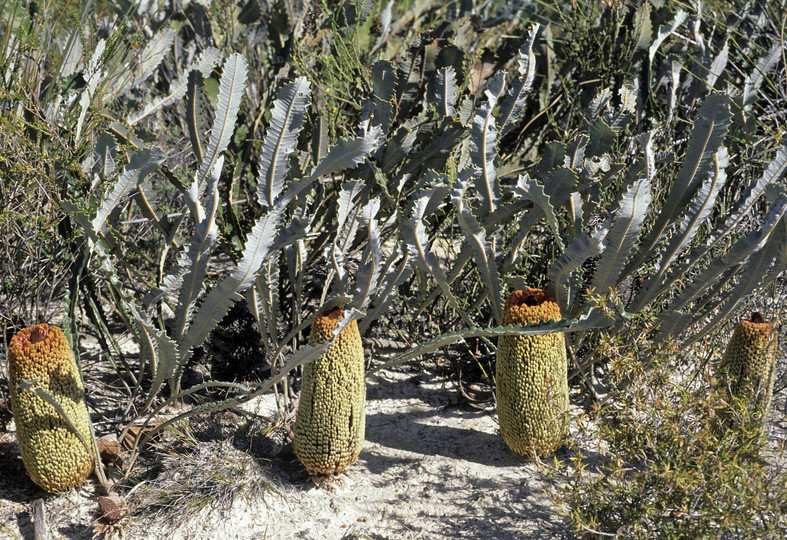 Banksia petiolaris