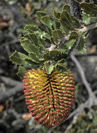 Banksia lemanniana