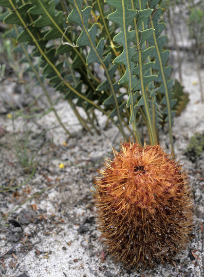 Banksia blechnifolia