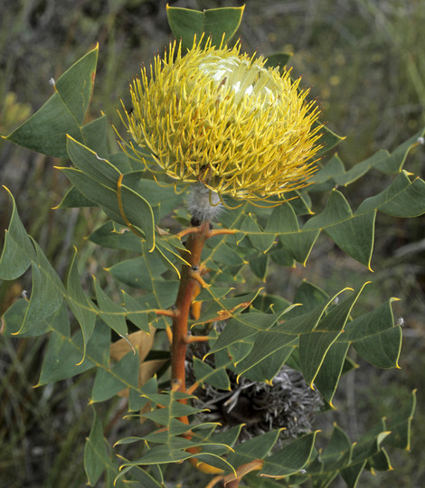 Banksia baxteri