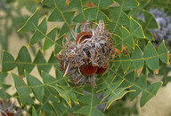 Banksia baxteri