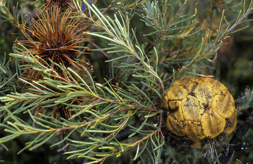 Banksia violacea