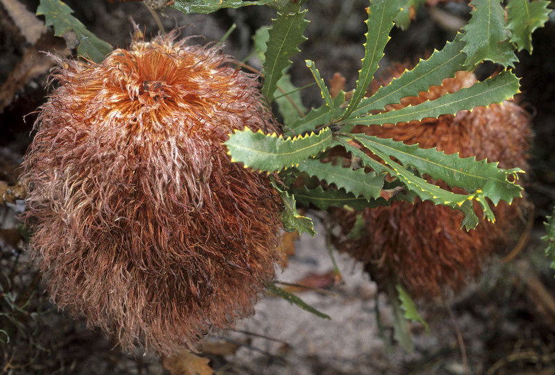 Banksia baueri
