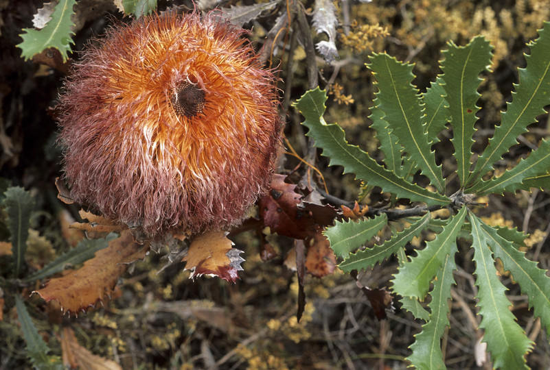 Banksia baueri