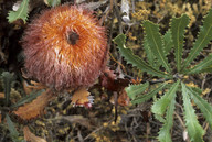 Banksia baueri