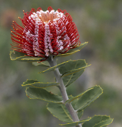 Banksia coccinea