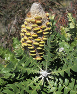 Banksia grandis