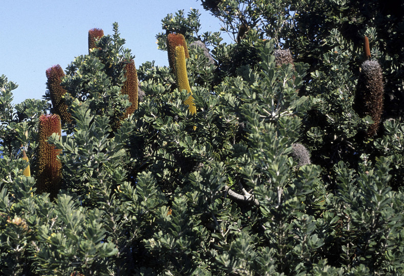 Banksia praemorsa