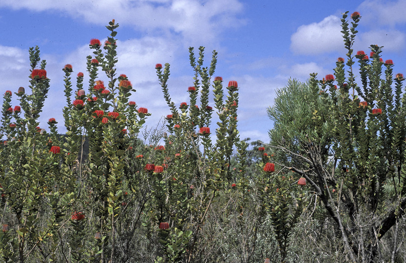 Banksia coccinea