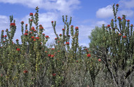 Banksia coccinea