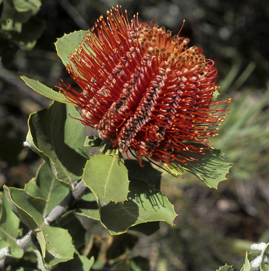 Banksia coccinea