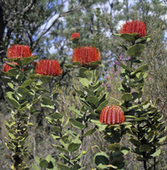 Banksia coccinea