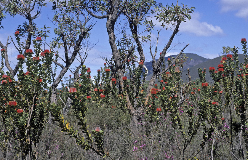 Banksia coccinea