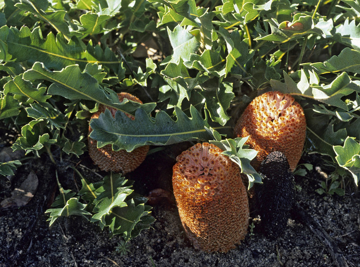 Banksia gardneri