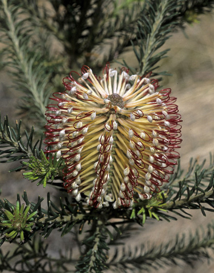 Banksia ericifolia