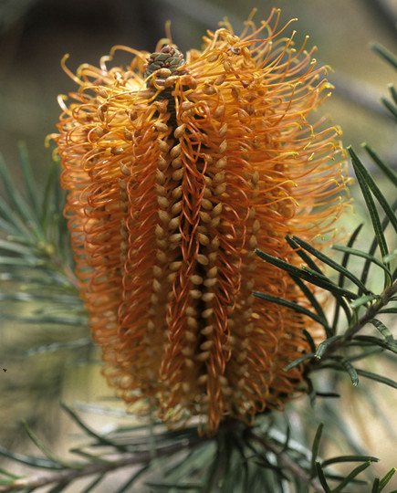 Banksia ericifolia