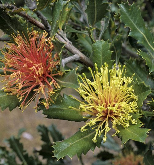 Banksia ilicifolia