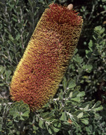 Banksia praemorsa