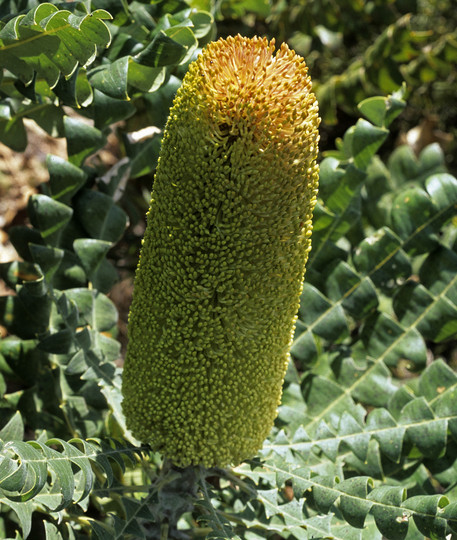 Banksia grandis